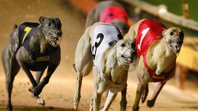 Four Corners to air Greyhound Racing: Live Baiting on ABC1 tonight ...